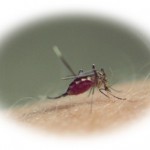 ジカウイルス感染症の9つの症状や予防法を解説！