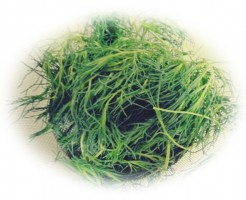 82a54d92cf775880542c6eb12702aa40_s