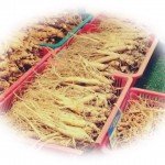 朝鮮人参の8つの嬉しい効果!【食べ過ぎても大丈夫?】